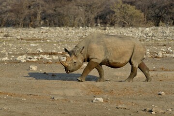 Fototapeta premium Hook-lipped rhinoceros or Black rhinoceros (Diceros bicornis), Chudop, Etosha National Park, Namibia, Africa