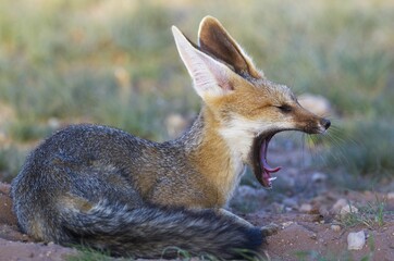 Cape Fox (Vulpes chama), at its burrow, yawning, Kalahari Desert, Kgalagadi Transfrontier Park, South Africa, Africa