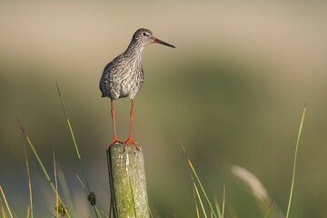 Common redshank (Tringa totanus), standing on a stake, Emsland, Lower Saxony, Germany, Europe
