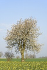 Cherry (Prunus) tree in blossom next to a flowering rape (Brassica napus), blue sky, North Rhine-Westphalia, Germany, Europe