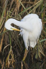 Great egret (Casmerodius albus), is in water at Gefiederpflege, Emsland, Lower Saxony, Germany, Europe