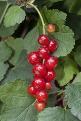 Red Currants (Ribes rubrum)