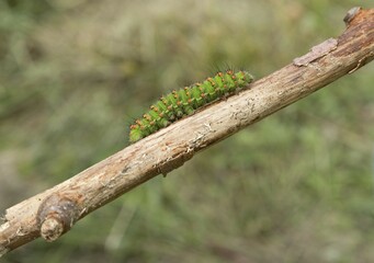 Caterpillar, Small emperor moth (Saturnia pavonia) runs on Ast, North Rhine-Westphalia, Germany, Europe