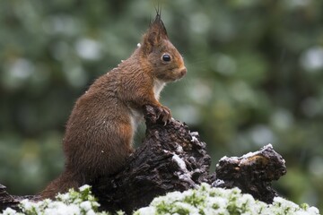 Eurasian red squirrel (Sciurus vulgaris) in winter, Lower Saxony, Germany, Europe