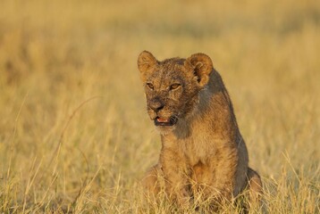 Lion (Panthera leo), cub in the morning sun, Savuti, Chobe National Park, Botswana, Africa