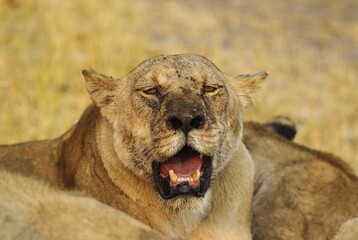 Lion (Panthera leo), older female, Savuti, Chobe National Park, Botswana, Africa