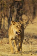 Lion (Panthera leo), female walking towards open area, Savuti, Chobe National Park, Botswana, Africa