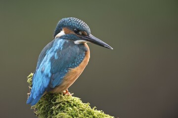 Eurasian kingfisher (Alcedo atthis) sitting on tree branch, male, Emsland, Lower Saxony, Germany, Europe