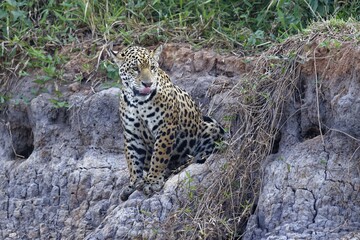 Young Jaguar (Panthera onca) sitting on a riverbank, Cuiaba river, Pantanal, Mato Grosso, Brazil, South America