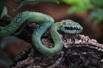 Sri Lankan green pit viper, also Ceylon pit viper or pala polonga (Trimeresurus trigonocephalus) on branch, captive