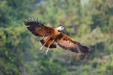 Black-collared Hawk (Busarellus nigricollis), in flight, Pantanal, Mato Grosso, Brazil, South America