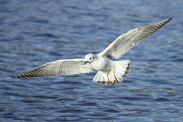 Black-headed gull (Chroicocephalus ridibundus) in flight, Lake Kemnade, North Rhine-Westphalia, Germany, Europe