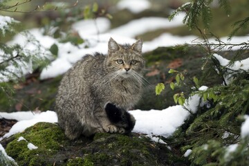 Wildcat (Felis silvestris), on rock, Germany, Europe © Ronald Wittek/imageBROKER