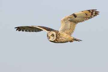 Short-eared Owl (Asio flammeus) during hunting flight, Texel, province of North Holland, The Netherlands, Europe