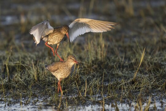 Common redshank (Tringa totanus), animal pair mating in wet meadow, Texel, West Frisian Islands, province North Holland, Netherlands