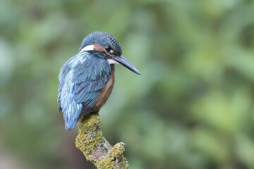 Common kingfisher (Alcedo atthis), male, on hide, Hesse, Germany, Europe