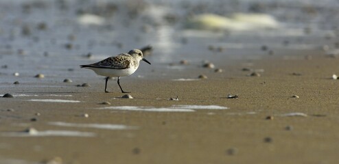 Sanderling (Calidris alba) in the sand, Texel, West Frisian Islands, Province of North Holland, The...