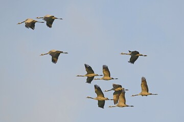 Cranes (Grus grus) in flight, Brandenburg, Germany, Europe