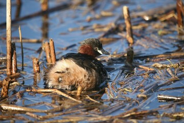 Little grebe, Dabchick (Tachybaptus ruficollis), Allgaeu, Bavaria, Germany, Europe