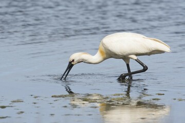 Common spoonbill (Platalea leucorodia), foraging in water, Texel, North Holland, Netherlands