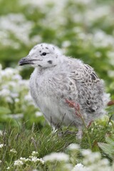 Great black-backed gull (Larus marinus), young bird not yet fledged, Bird Island Hornøya, Varanger, Norway, Europe