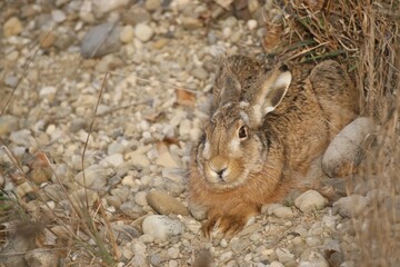 European Hare (Lepus europaeus) crouched in a shallow form, Allgaeu, Bavaria, Germany, Europe