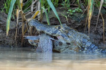 Yacare Caiman (Caiman yacare) devouring a fish, Cuiaba river, Pantanal, Brazil, South America