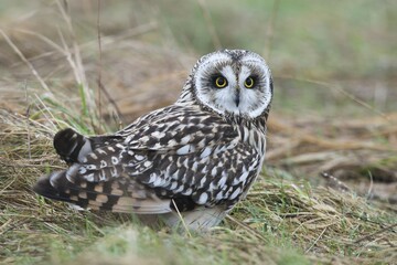Short-eared owl (Asio flammeus), East Frisia, Lower Saxony, Germany, Europe