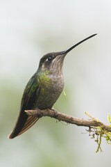 Magnificent Hummingbird (Eugene fulgens) perched on a branch, female, Los Quetzales National Park, Costa Rica, Central America