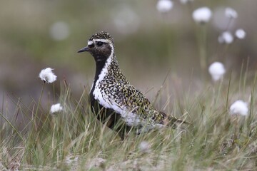 Golden plover (Pluvialis apricaria) in tundra, tussock cottongrass (Eriphorum vaginatum), Lofoten, Norway, Europe