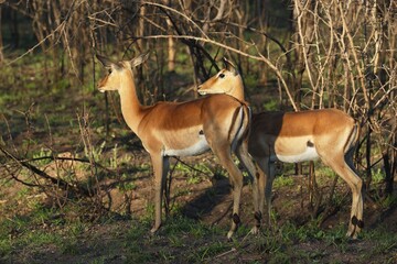 Impalas (Aepyceros melampus), morning light, Kruger National Park, South Africa, Africa