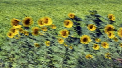 Sunflower (Helianthus annuus) field, wipe effect, stylised oil painting, background image, Gotland Island, Sweden, Europe