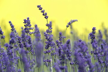 Lavender (Lavandula angustifolia, Syn. Lavandula officinalis, Lavandula vera)