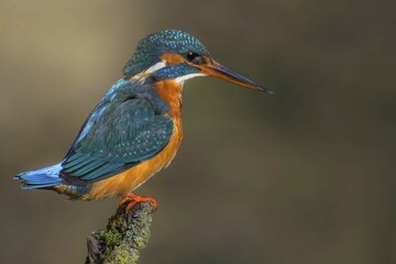 Common kingfisher (Alcedo atthis) female on a branch stump, Hesse, Germany, Europe