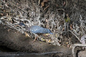 Sunbittern (Eurypyga helias), Boca Tapada, Costa Rica, Central America