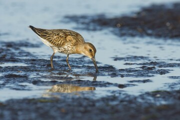 Dunlin (Calidris alpina), Darß, Mecklenburg-Western Pomerania, Germany, Europe