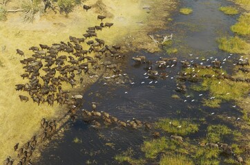 Cape Buffaloes (Syncerus caffer caffer), crossing a marsh area, flying Cattle Egrets (Bubulcus ibis), Okavango Delta, Botswana, Africa