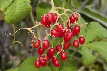 Cyphostemma lanigerum (Cyphostemma lanigerum), fruits, native to Southeast Africa