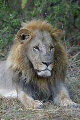 Lion (Panthera leo), male lies in bushes, animal portrait, Khwai region, North-West District, Okavango Delta, Botswana, Africa