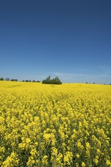 Obraz premium Blooming rapeseed field (Brassica napus), blue sky, Mecklenburg-Western Pomerania, Germany, Europe