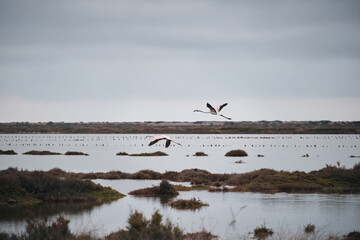Flamands roses en vol