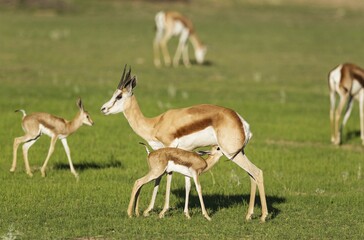 Springboks (Antidorcas marsupialis), ewe with suckling newborn lamb, during the rainy season in green surroundings, Kalahari Desert, Kgalagadi Transfrontier Park, South Africa, Africa