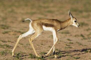 Springbok (Antidorcas marsupialis), newly born lamb, first steps, Kalahari Desert, Kgalagadi Transfrontier Park, South Africa, Africa