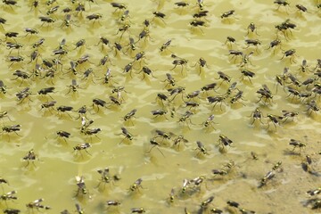 Green long-legged flies (Poecilobothrus nobilitatus), foraging on the water surface of a puddle,...