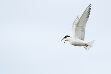 Common Tern (Sterna hirundo), in flight, Texel, North Holland, Netherlands