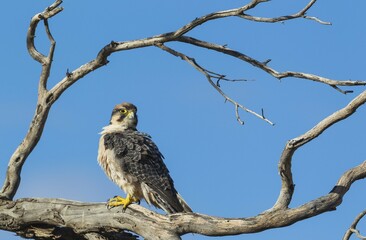 Lanner Falcon (Falco biarmicus), sitting on dry tree, Kalahari Desert, Kgalagadi Transfrontier Park, South Africa, Africa