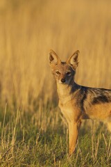 Black-backed Jackal (Canis mesomelas), grassland, Kalahari Desert, Kgalagadi Transfrontier Park, South Africa, Africa
