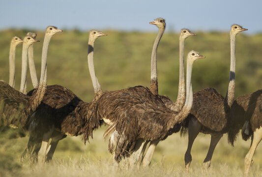 Ostrich (Struthio camelus), group of females, rainy season with green surroundings, Kalahari Desert, Kgalagadi Transfrontier Park, South Africa, Africa