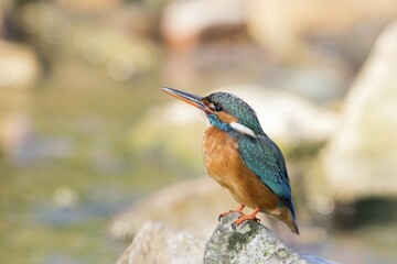 Kingfisher (Alcedo atthis) on stone, Hesse, Germany, Europe