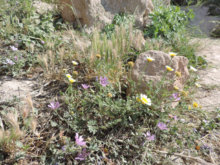 Blüten und wilde Pflanzen zwischen Felsen und Sand auf der Insel Kos